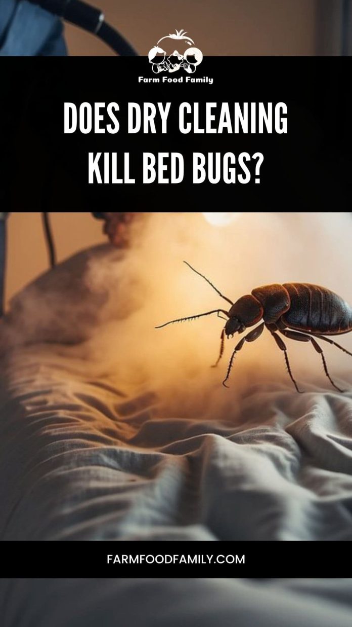 Does Dry Cleaning Kill Bed Bugs The Efficacy of Fabric