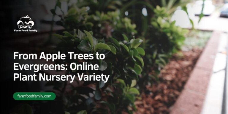 From Apple Trees to Evergreens: Online Plant Nursery Variety