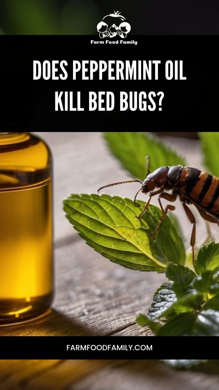Does Peppermint Oil Kill Bed Bugs? (2024) FarmFoodFamily