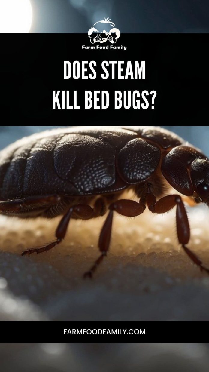 Does Steam Kill Bed Bugs Effective Heat Treatments Explained
