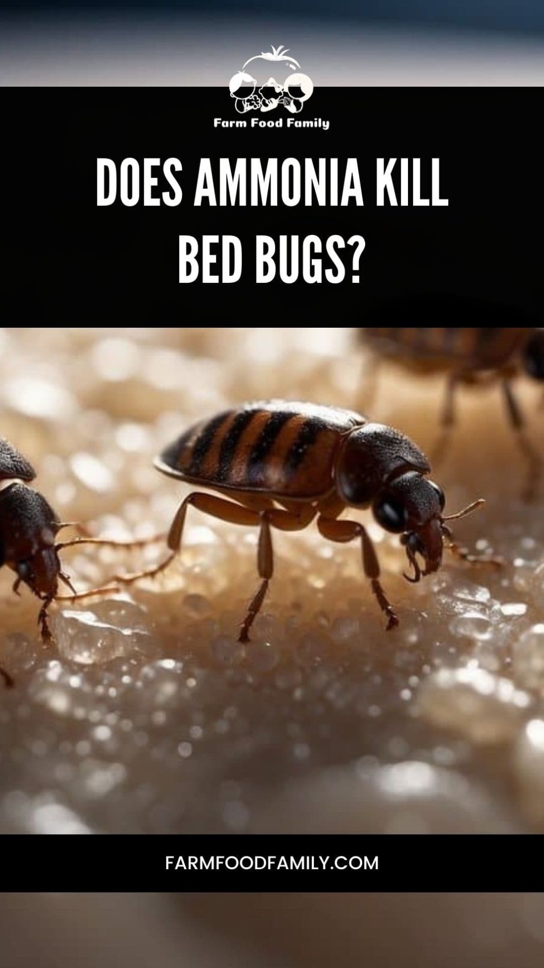 Does Ammonia Kill Bed Bugs Unpacking the Efficacy and Risks (2024)