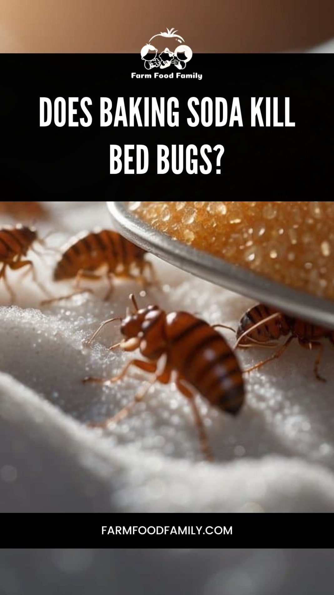 Does Baking Soda Kill Bed Bugs Examining the Efficacy (2024)