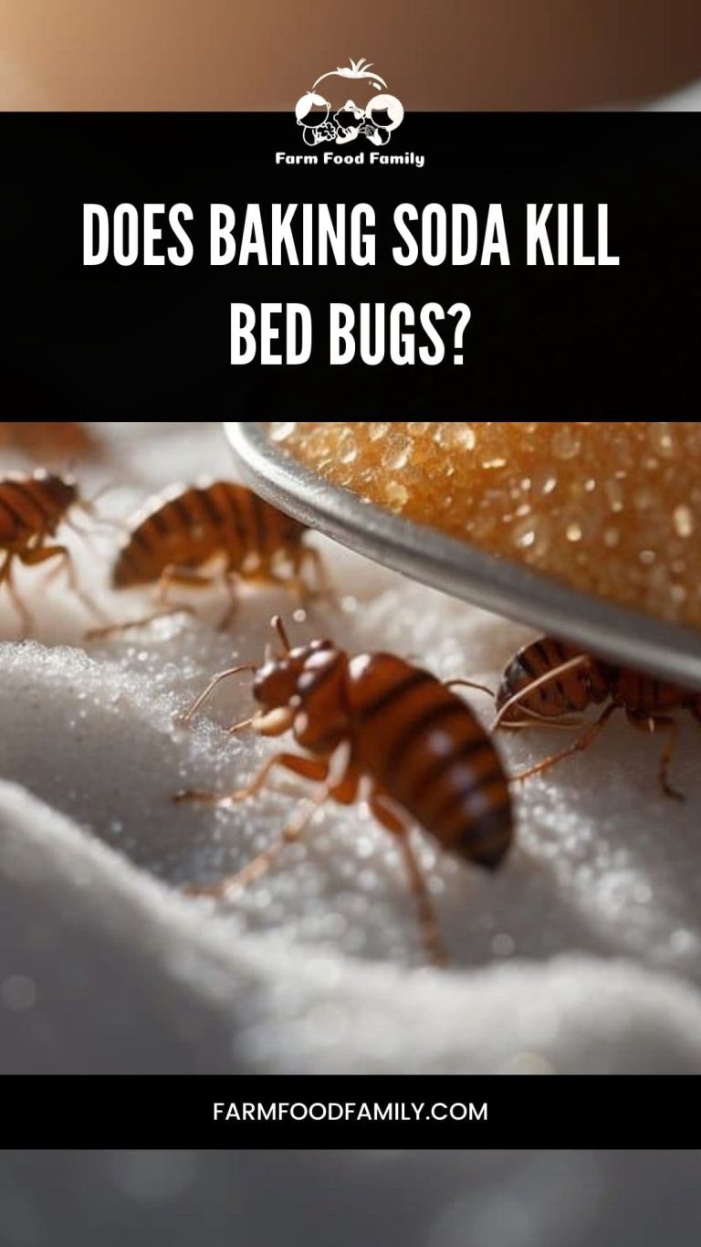 Does Baking Soda Kill Bed Bugs Examining the Efficacy (2024)
