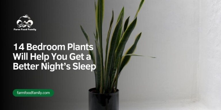 14 Bedroom Plants Will Help You Get a Better Night’s Sleep
