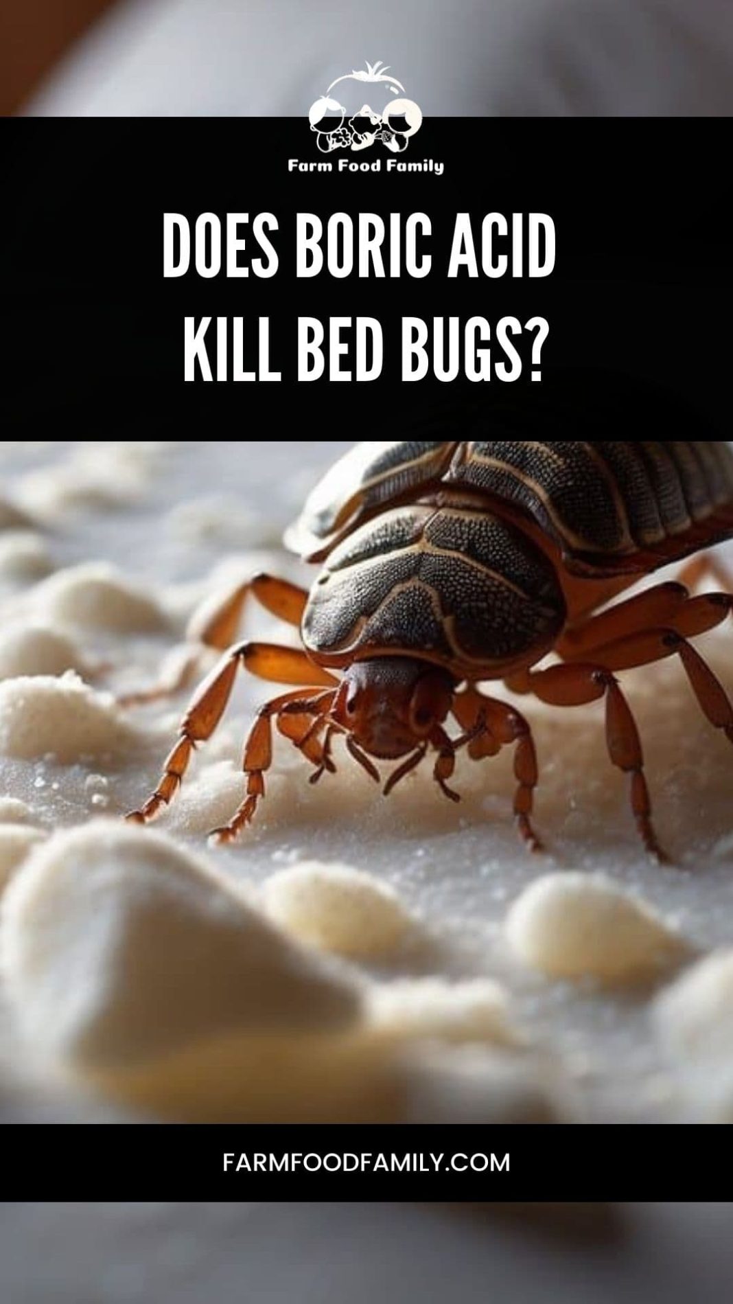 Does Boric Acid Kill Bed Bugs Efficacy and Usage Tips (2024)