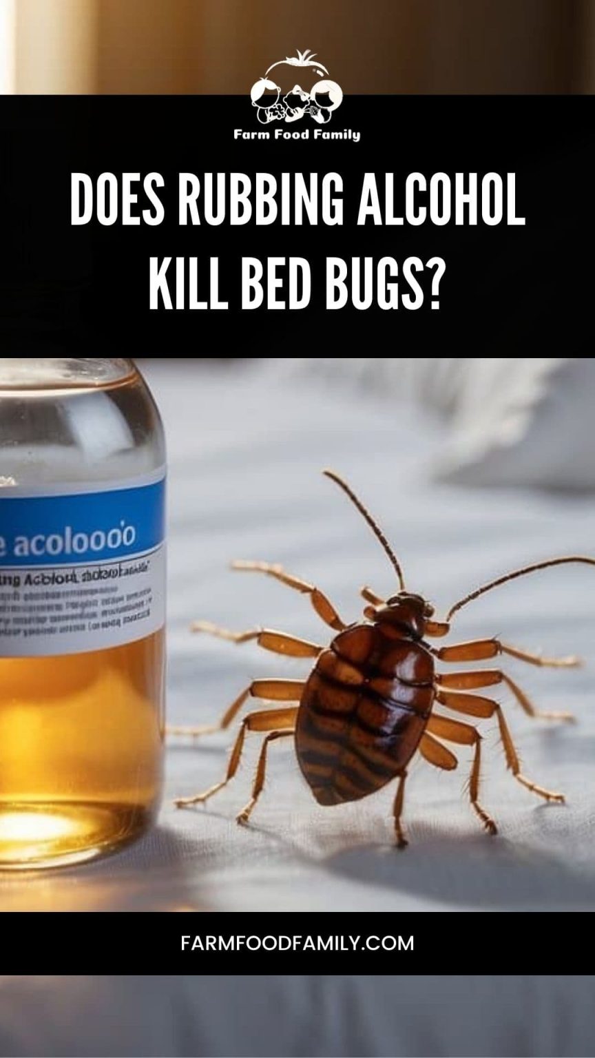 Does Rubbing Alcohol Kill Bed Bugs Effective Solution or Myth?
