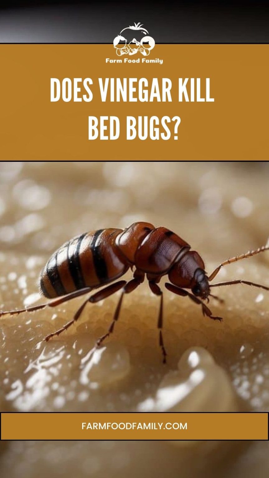 Does Vinegar Kill Bed Bugs Separating Facts from Myths (2024)