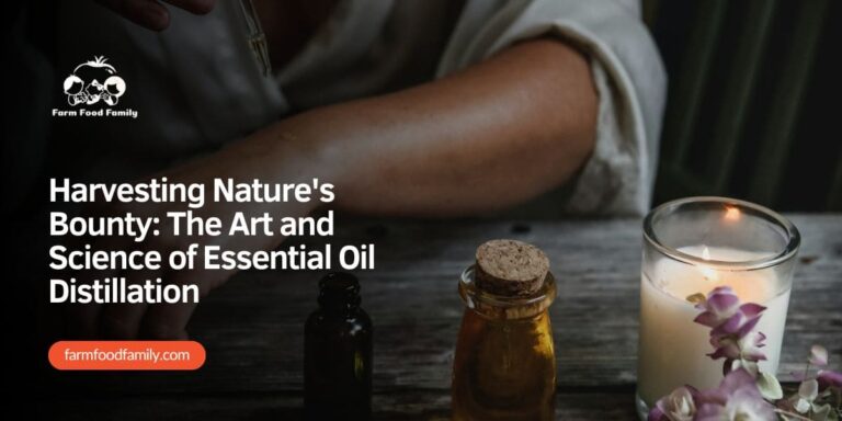Harvesting Nature’s Bounty: The Art and Science of Essential Oil Distillation