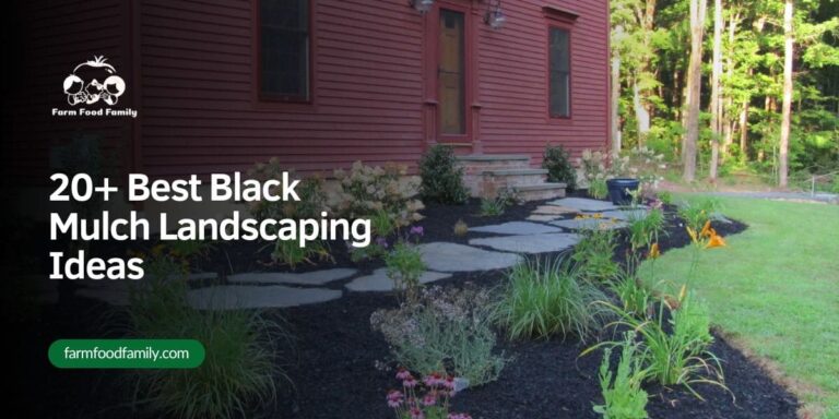 20+ Best Black Mulch Landscaping Ideas: 2026 Trends