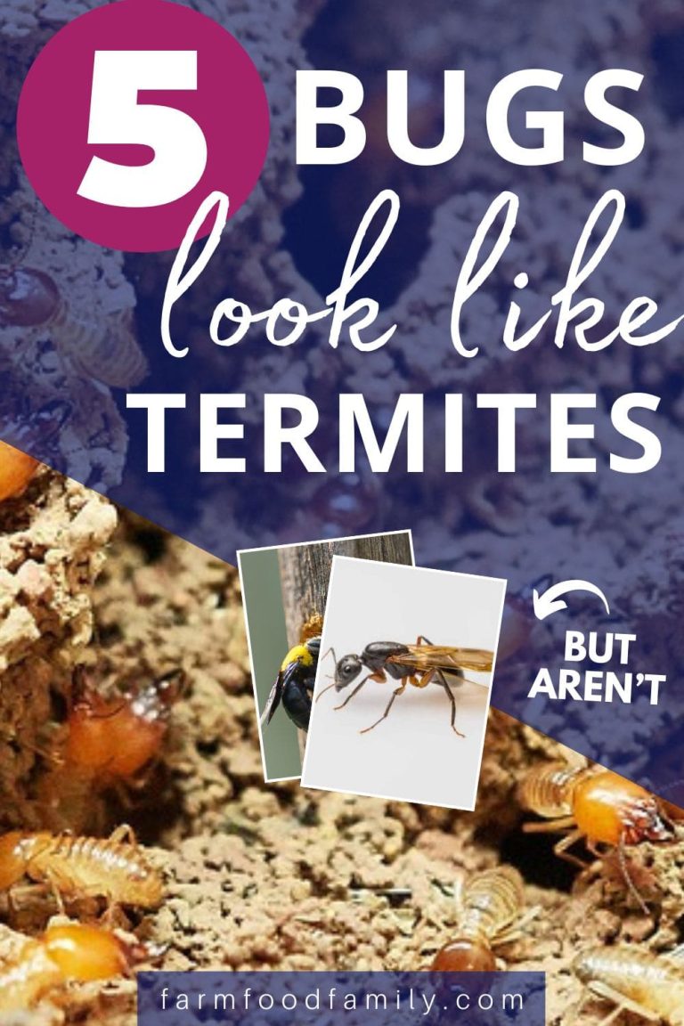 5 Bugs That Look Like Termites With Pictures (But Aren
