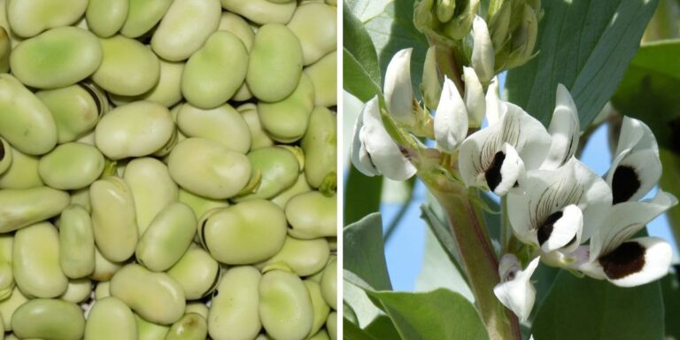 How to Grow Fava Beans (Broad Beans): Beginner’s Guide