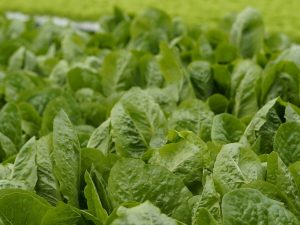 Ultimate Guide to Growing Spinach: Planting Tips, Care, and Harvesting