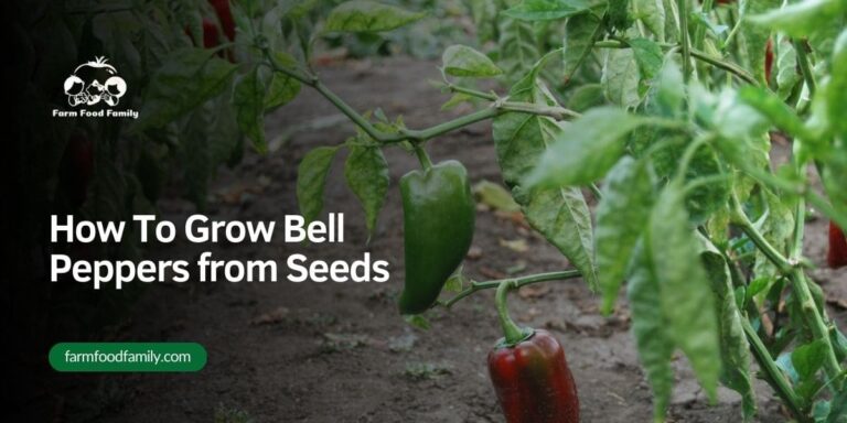 How To Grow Bell Peppers from Seeds – Easy Tips for 2026