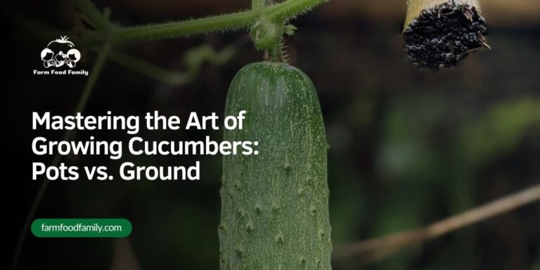 Mastering the Art of Growing Cucumbers: Pots vs. Ground
