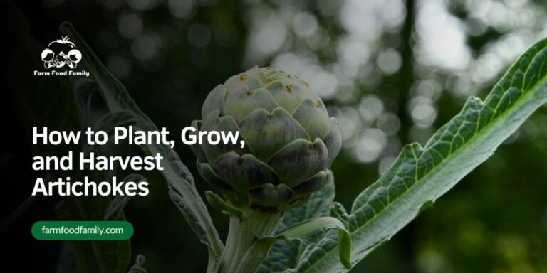 How to Plant, Grow, and Harvest Artichokes