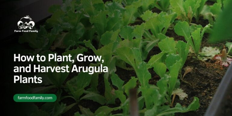 How to Plant, Grow, and Harvest Arugula Plants