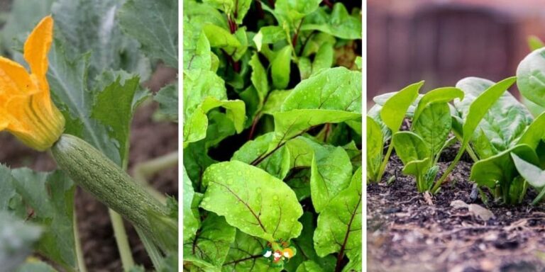 15 Best Vegetables That Grow in Containers – Top Picks 2026