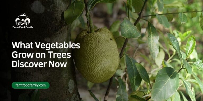 12 Best Vegetables That Grow on Trees – 2026 Picks
