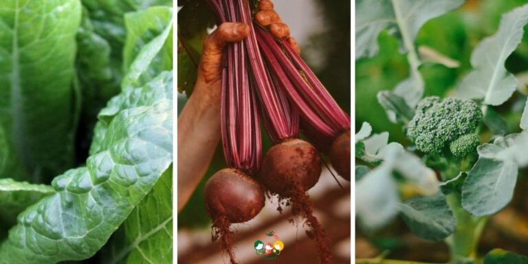 10 Best Vegetables to Plant in April 2026 – Quick Guide