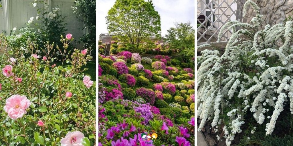 15+ Best Bushes to Plant in Front of Your House 2024 Guide