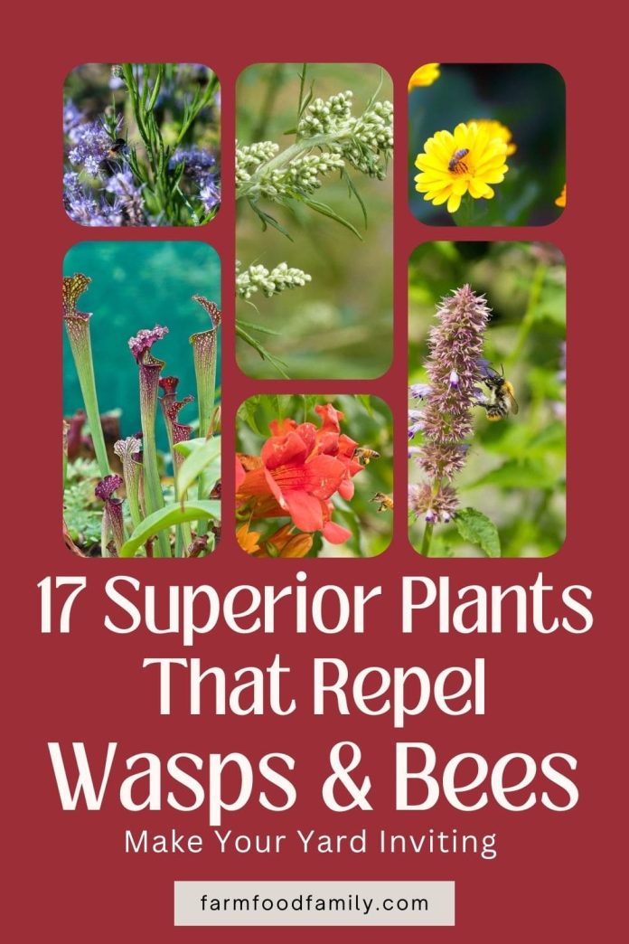 plants repel wasps bees