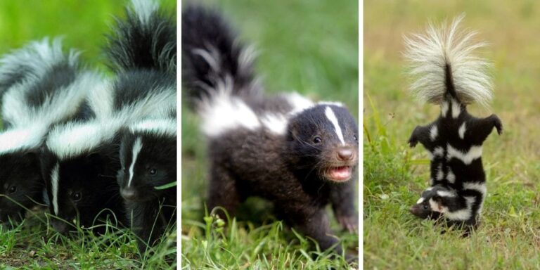 How to Get Rid of Skunks in the Backyard