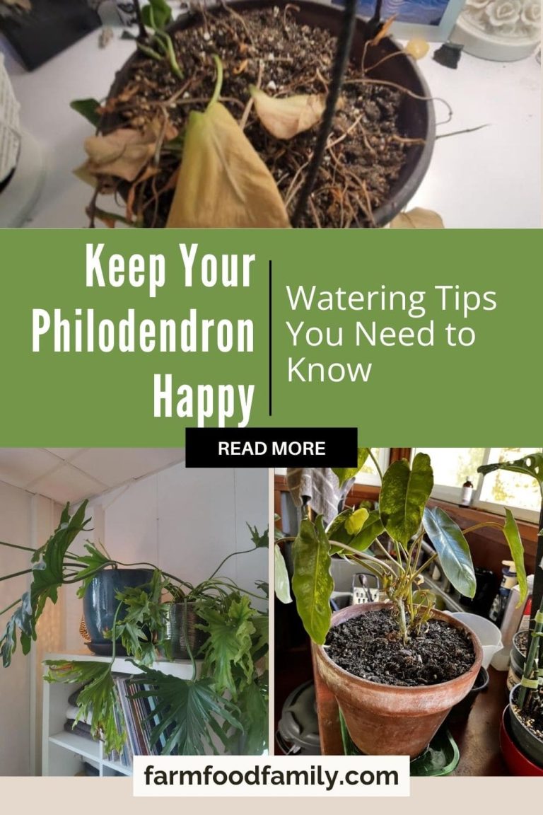 Expert Tips How Often to Water Your Philodendron for Lush Growth