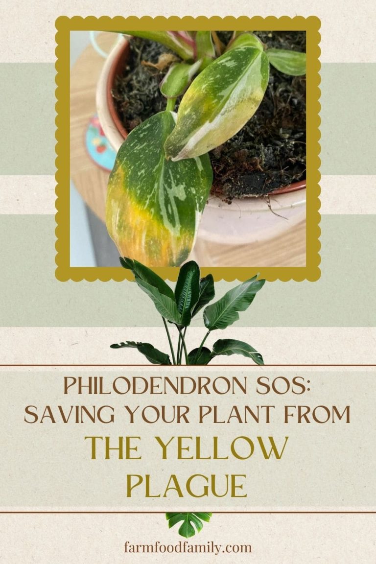 Why Is My Philodendron Turning Yellow? Quick Fixes FarmFoodFamily