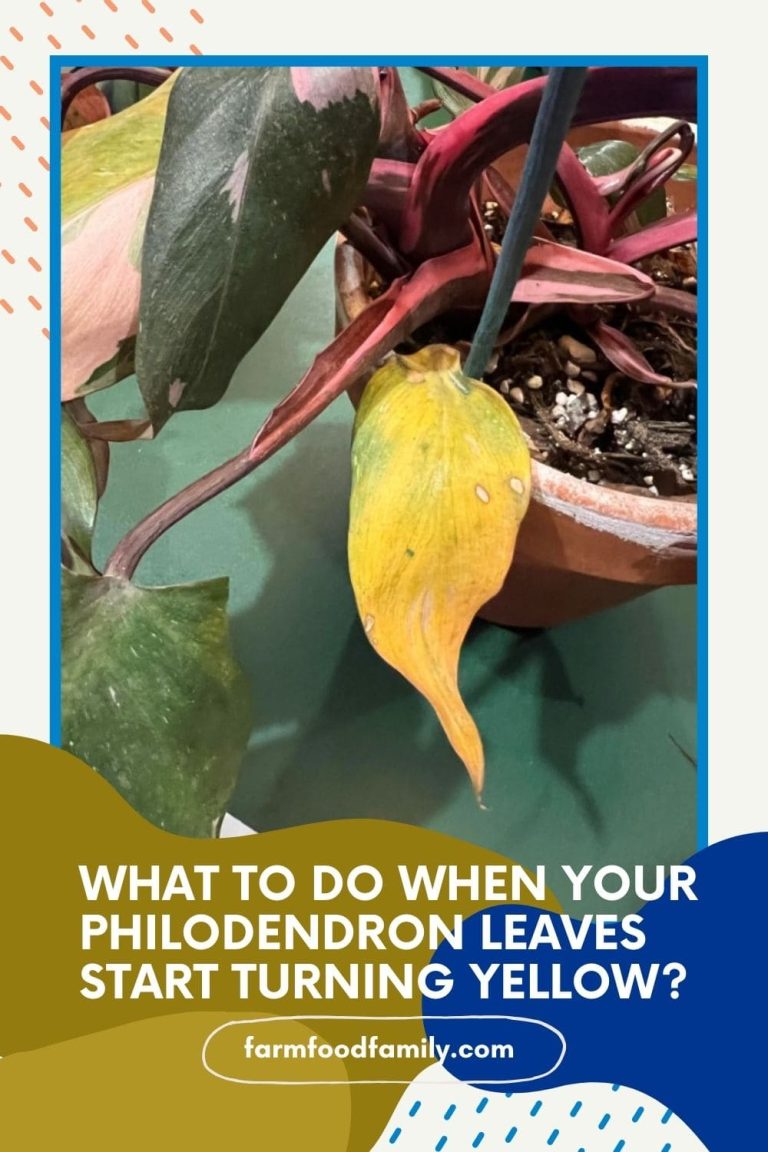 Why Is My Philodendron Turning Yellow? Quick Fixes FarmFoodFamily
