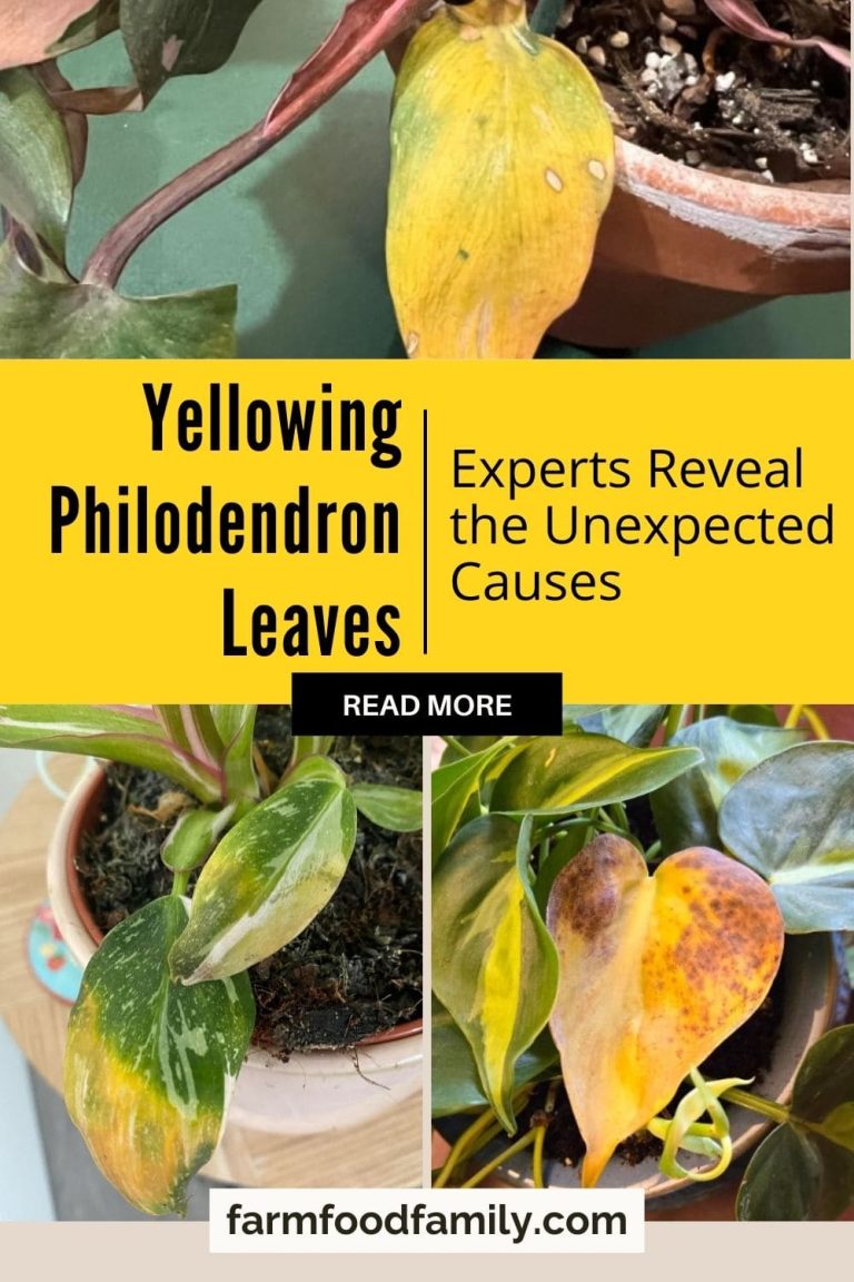 Why Is My Philodendron Turning Yellow? Quick Fixes FarmFoodFamily