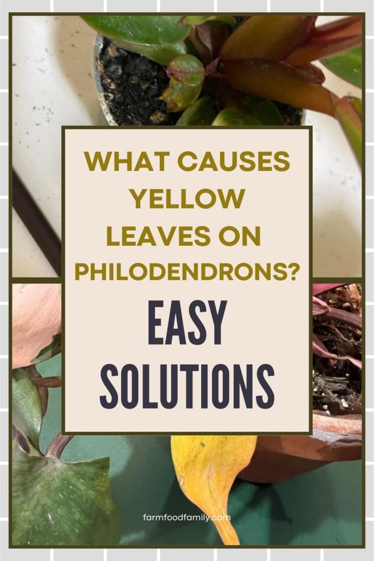 Why Is My Philodendron Turning Yellow? Quick Fixes FarmFoodFamily