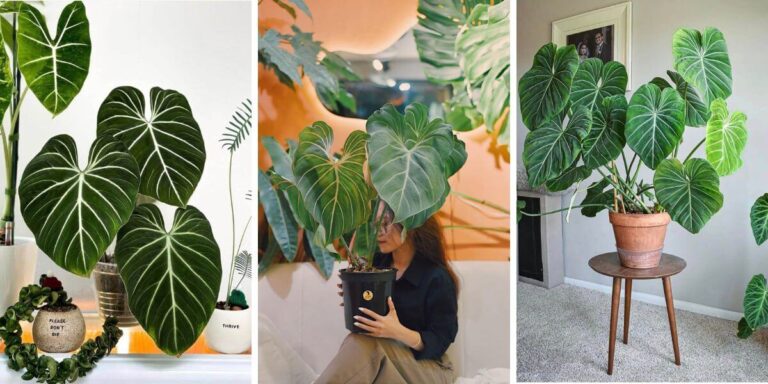 Philodendron Gloriosum Care: 5 Essential Tips for a Thriving Plant