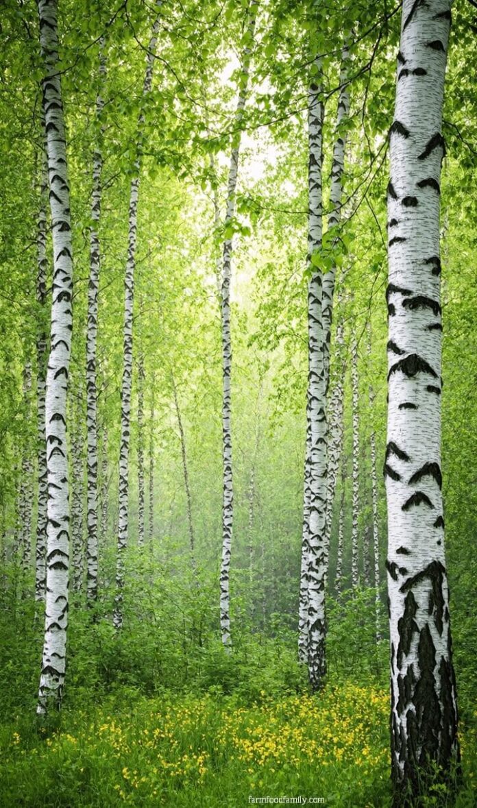 40+ Genius Layered Landscaping Ideas to Transform Your Yard (2025 ...